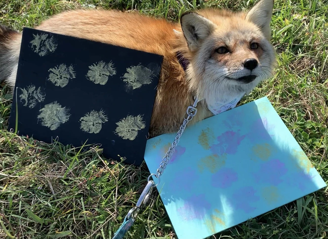 Clevyr Creatures Fox Sanctuary on Instagram: Happy palloween