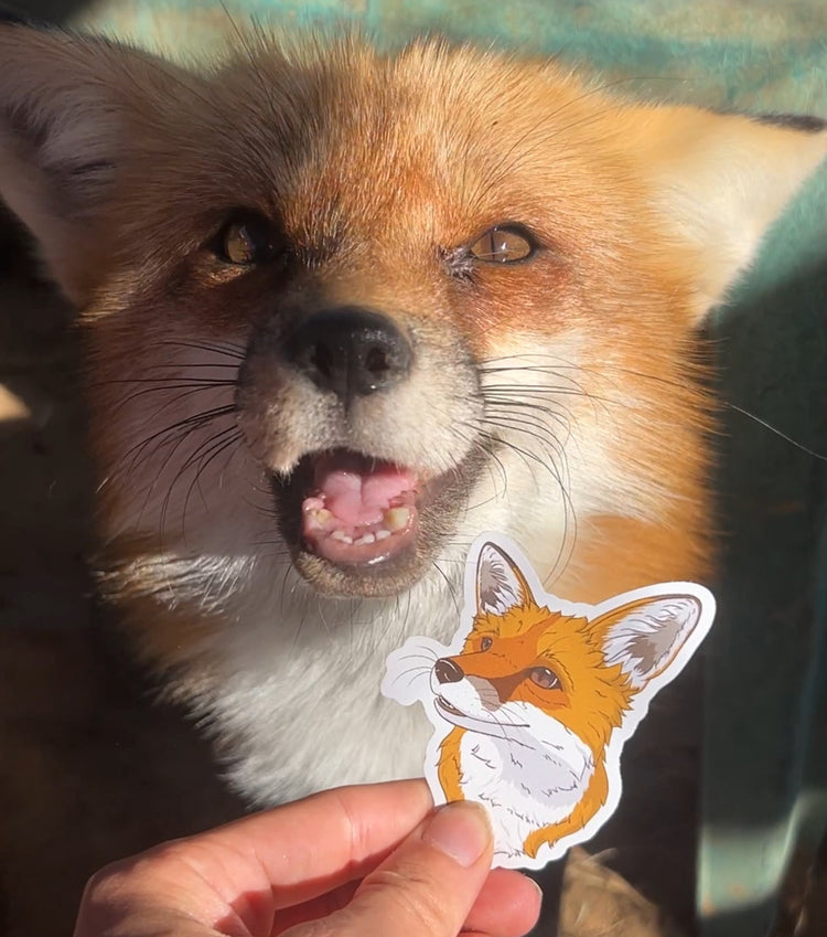 Waterproof vinyl Sticker Pack