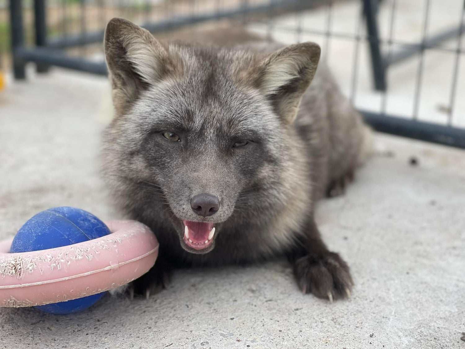 Clevyr Creatures Fox Sanctuary on Instagram: Happy palloween