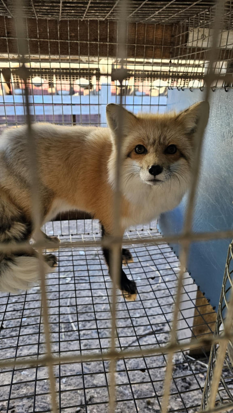 Name a Fox!