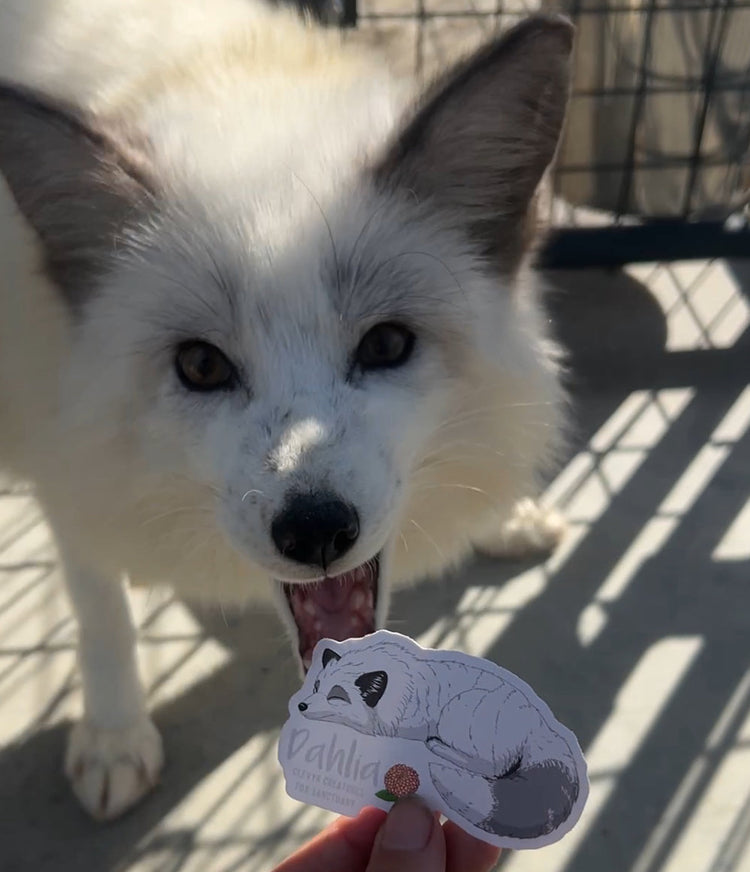 Waterproof vinyl Sticker Pack